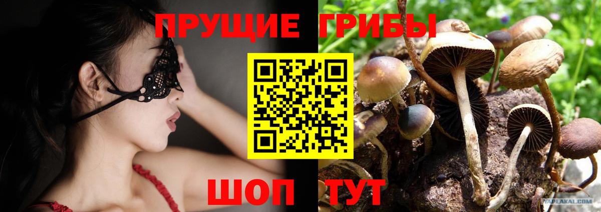 Псилоцибиновые грибы Psilocybine cubensis Славгород